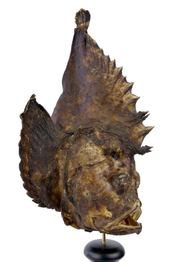 Poisson-pierre naturalisé sur pied en bois tourné (détail profil)