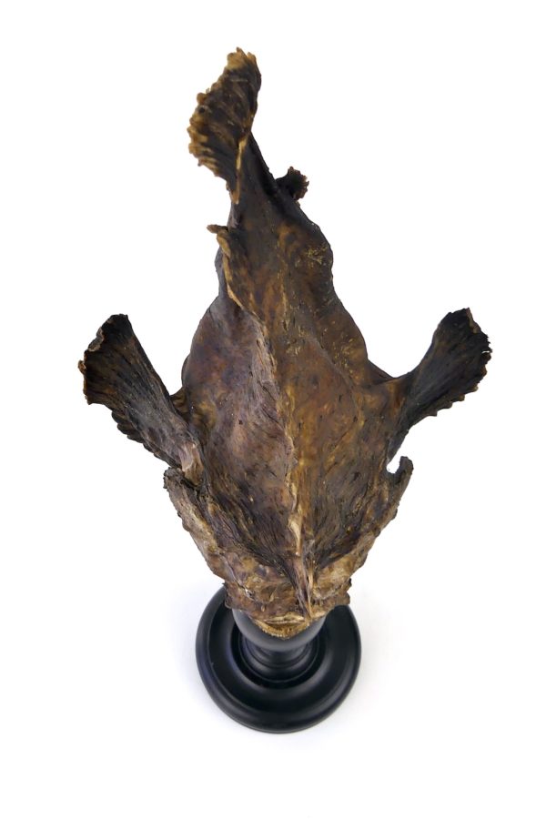 Poisson-pierre naturalisé sur pied en bois tourné (dessus)