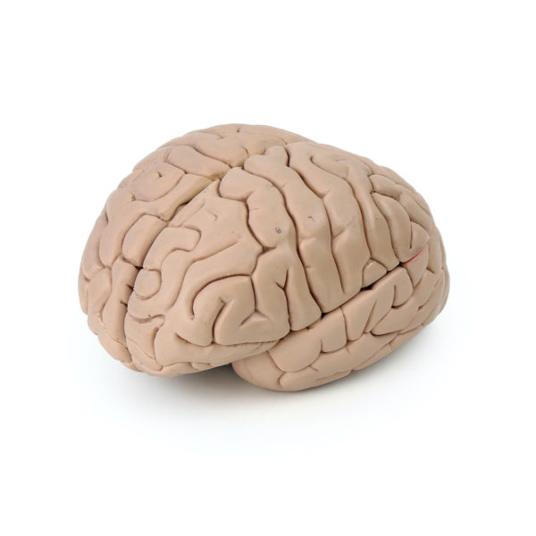 Modèle anatomique de cerveau humain vintage (3/4)