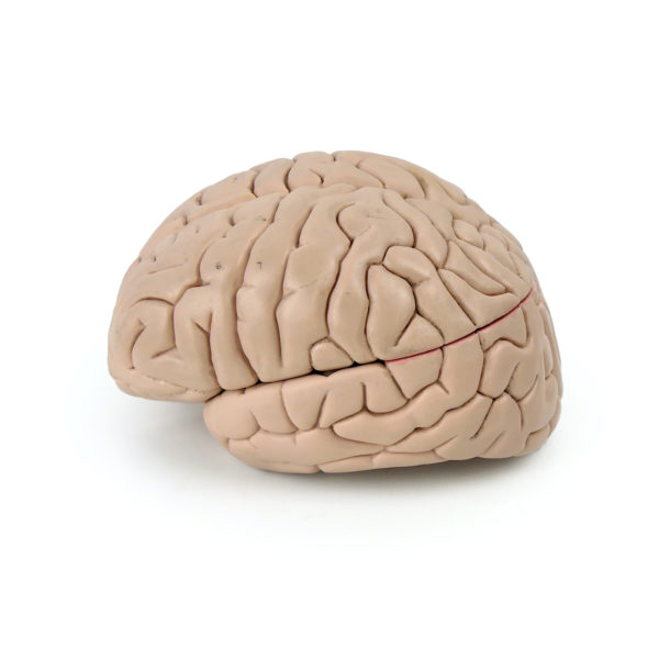 Modèle anatomique de cerveau humain vintage (profil)
