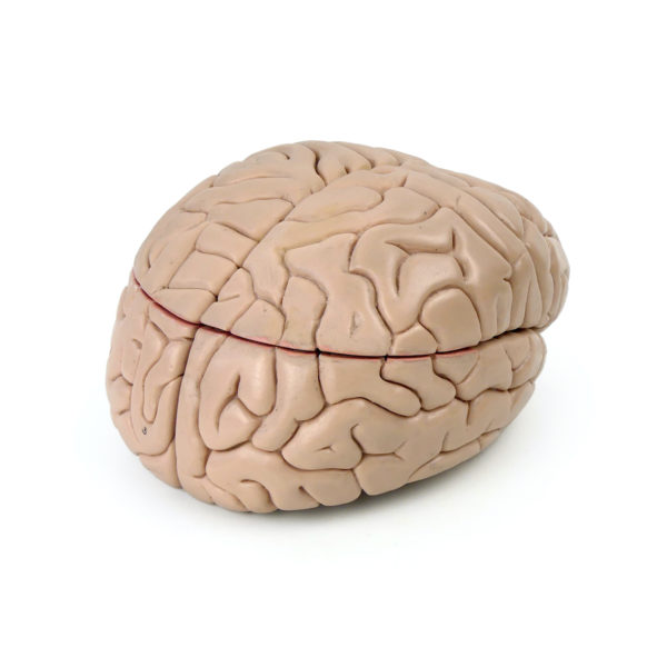 Modèle anatomique de cerveau humain vintage (3/4 dos)