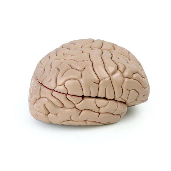 Modèle anatomique de cerveau humain vintage (profil)