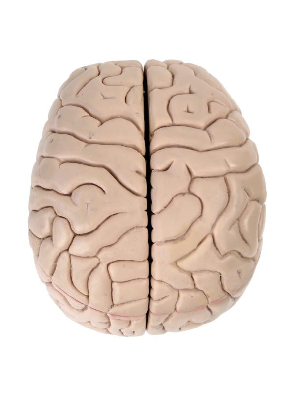 Modèle anatomique de cerveau humain vintage (dessus)
