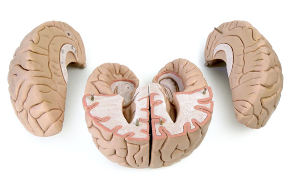 Modèle anatomique de cerveau humain vintage (ouvert)
