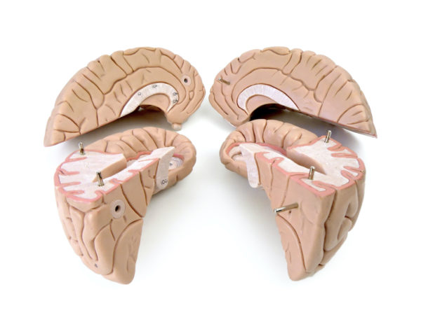 Modèle anatomique de cerveau humain vintage (ouvert)