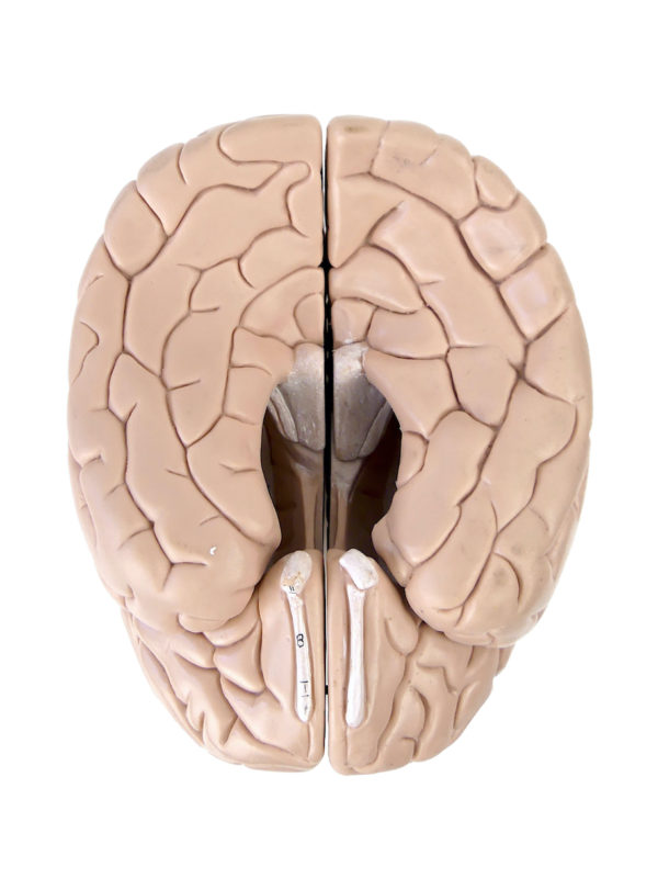 Modèle anatomique de cerveau humain vintage (dessous)