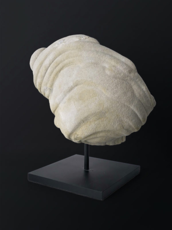 Belle gogote de Fontainebleau sur pied - 14 kg - France (3/4 dos)