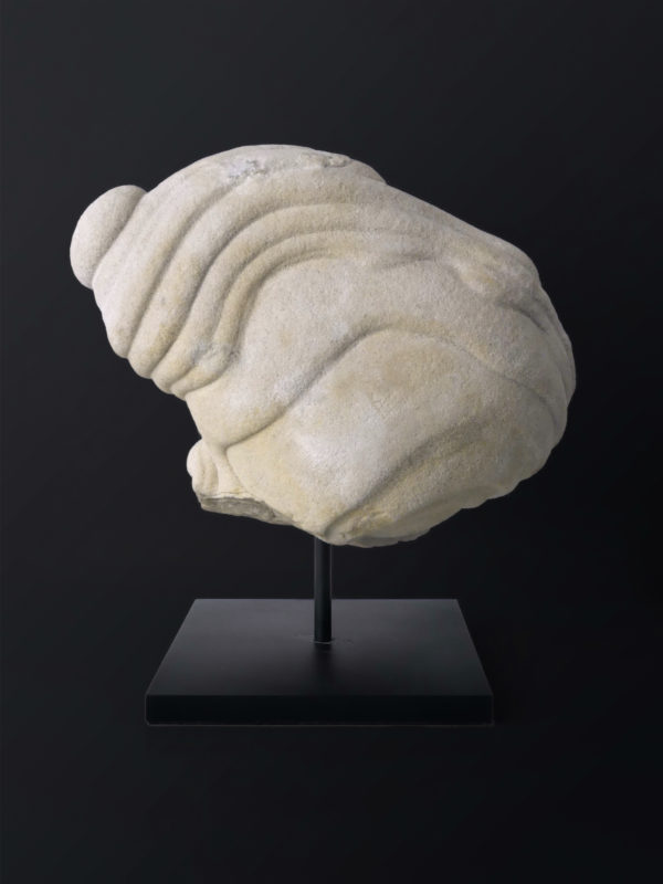 Belle gogote de Fontainebleau sur pied - 14 kg - France (dos)