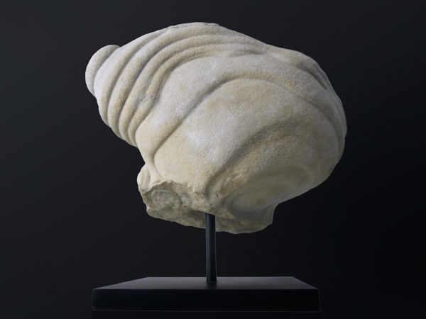 Belle gogote de Fontainebleau sur pied - 14 kg - France (dos)