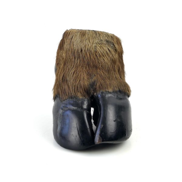 Pied de buffle naturalisé ancien - Taxidermie (face)