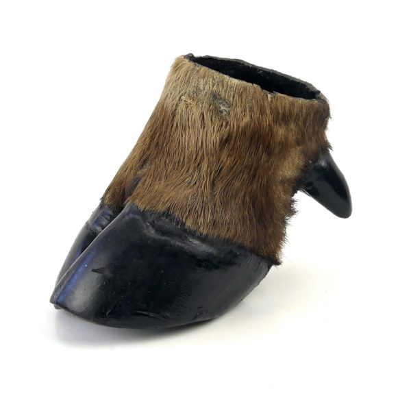 Pied de buffle naturalisé ancien - Taxidermie (3/4)