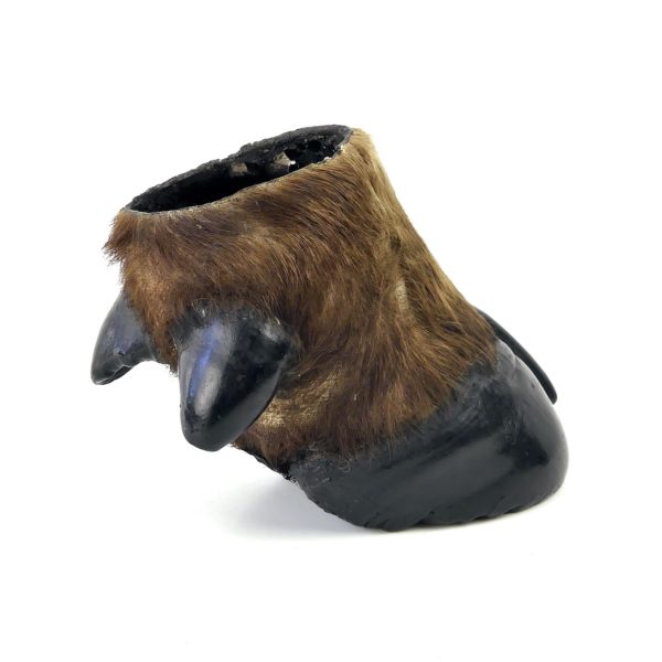 Pied de buffle naturalisé ancien - Taxidermie (profil)