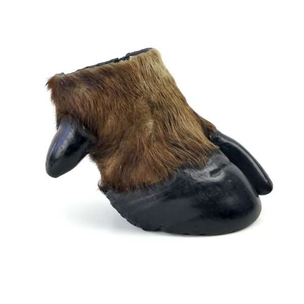 Pied de buffle naturalisé ancien - Taxidermie (profil)