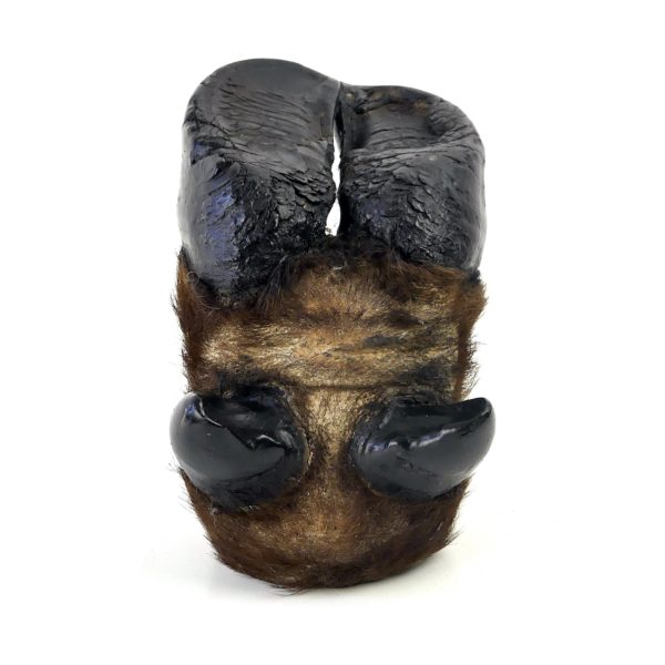 Pied de buffle naturalisé ancien - Taxidermie (dessous)