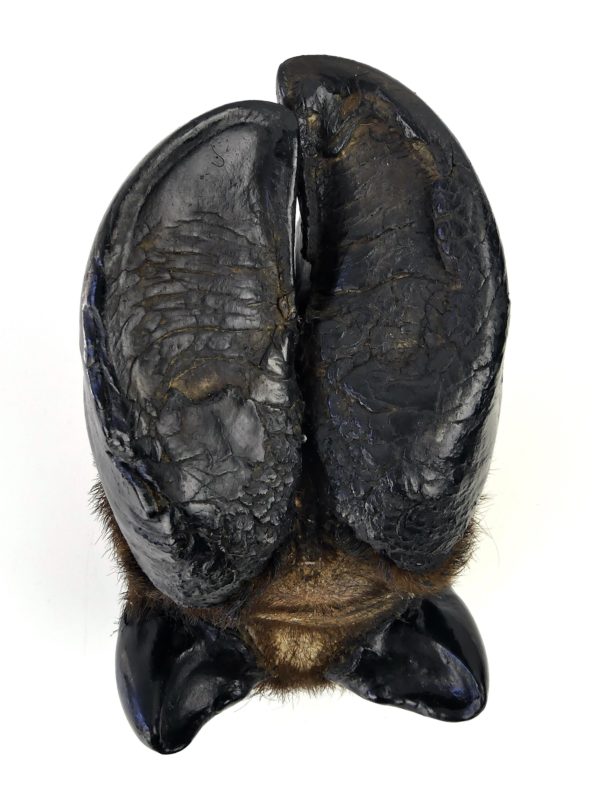 Pied de buffle naturalisé ancien - Taxidermie (dessous)