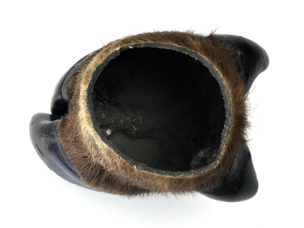 Pied de buffle naturalisé ancien - Taxidermie (dessus)