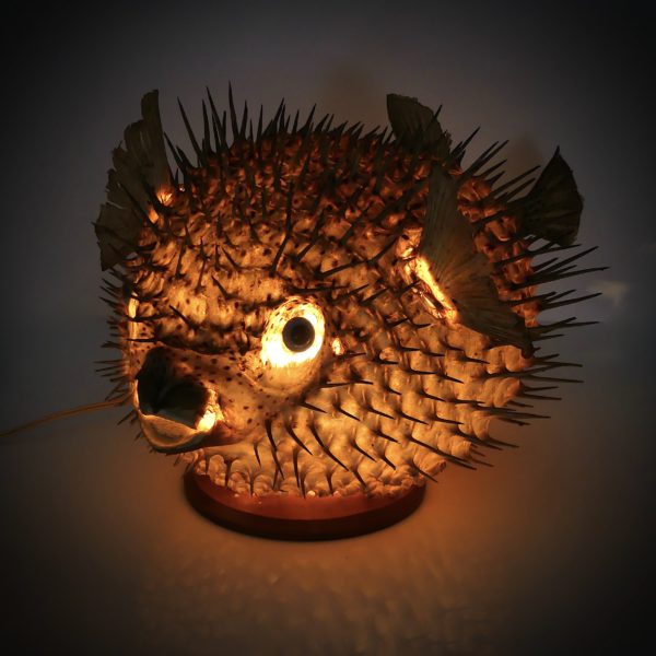 Grand diodon naturalisé monté en lampe années 50 (allumé)