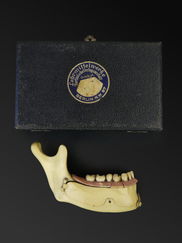 Modèle hémi-mandibule humaine en pyralène 1900 Allemagne (coffret)