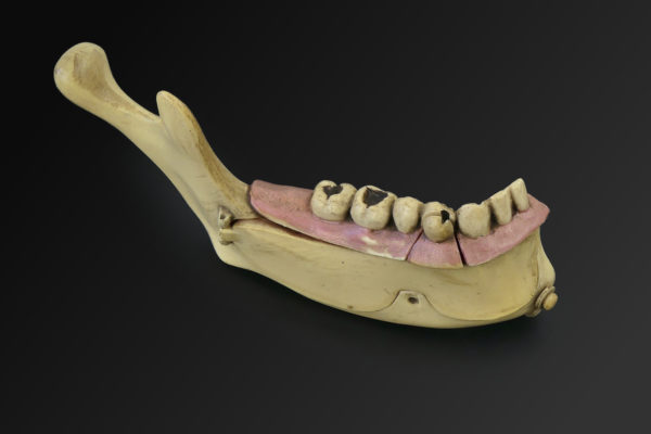 Modèle hémi-mandibule humaine en pyralène 1900 Allemagne (face)