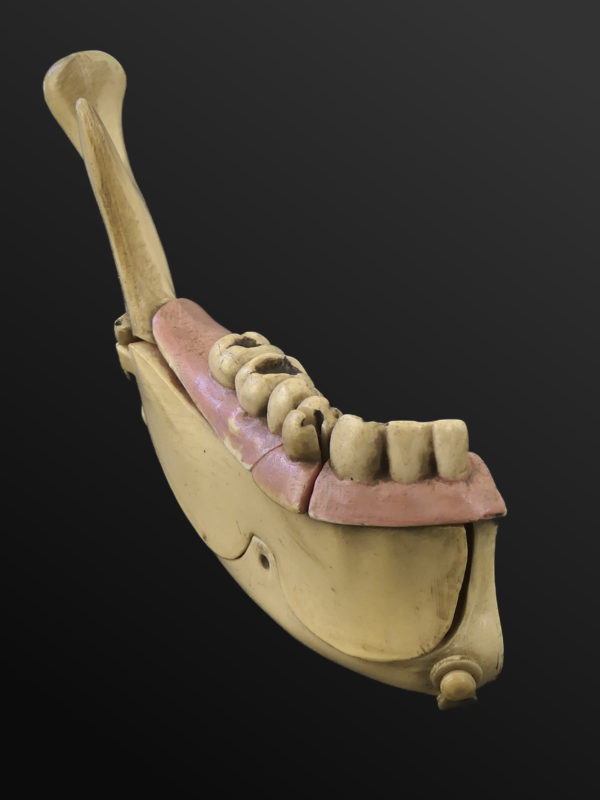 Modèle hémi-mandibule humaine en pyralène 1900 Allemagne (3/4)