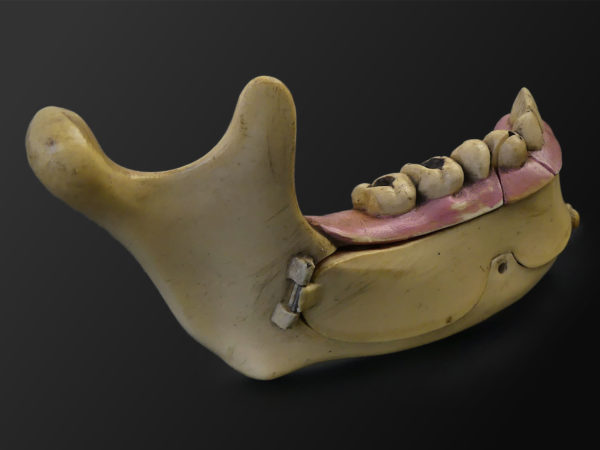 Modèle hémi-mandibule humaine en pyralène 1900 Allemagne (3/4 dos)