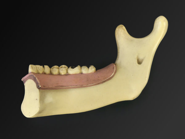 Modèle hémi-mandibule humaine en pyralène 1900 Allemagne (intérieur)