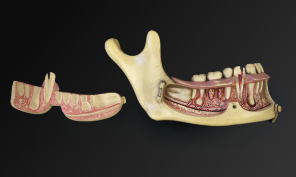 Modèle hémi-mandibule humaine en pyralène 1900 Allemagne (ouvert)