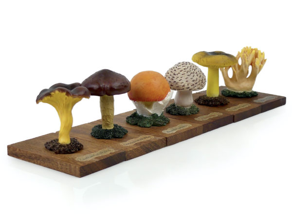 6 champignons série 3 numérotés Mi-XXe Espagne (3/4)