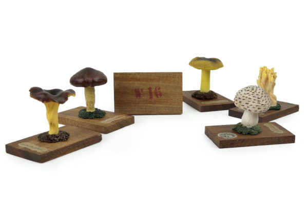 6 champignons série 3 numérotés Mi-XXe Espagne