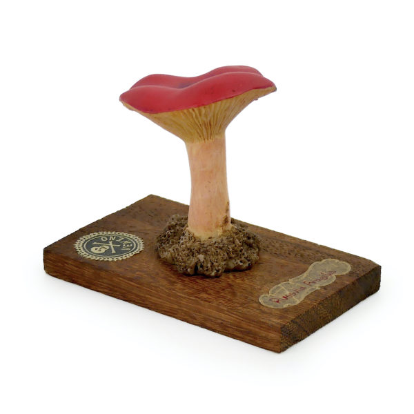 6 champignons série 4 numérotés Russula fragilis