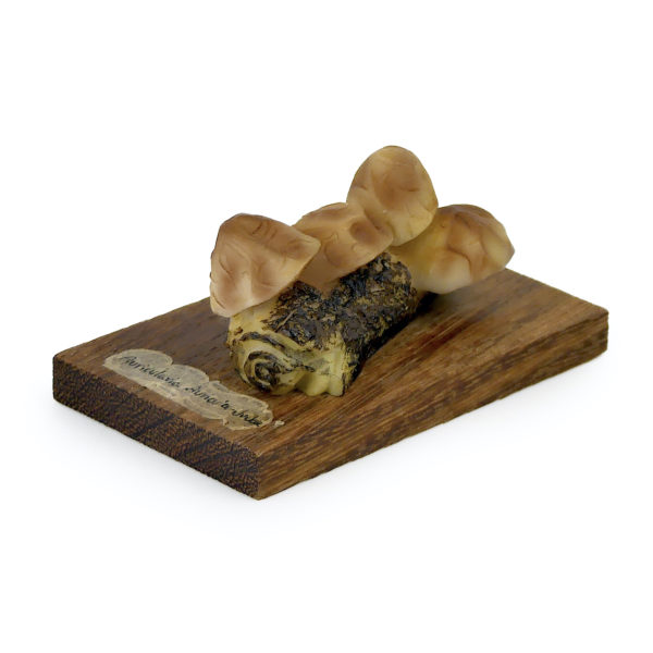 6 champignons série 4 numérotés Auricularia auricula-judae