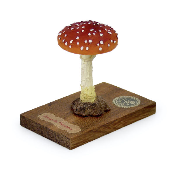 6 champignons série 4 numérotés Amanita muscaria