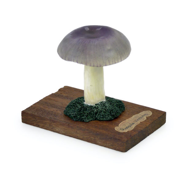 6 champignons série 4 numérotés Russula virescens