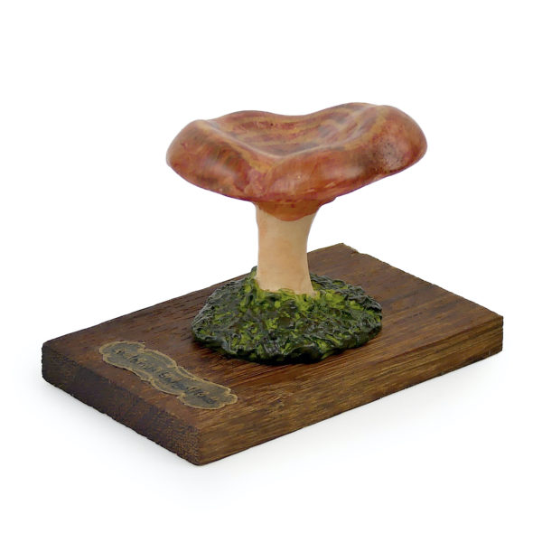 6 champignons série 4 numérotés Lactarius sanguifluus