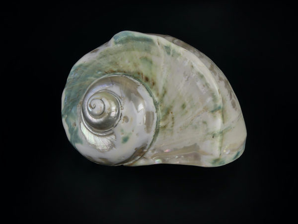 Turbo marmoratus poli aux reflets irisés vert (face)