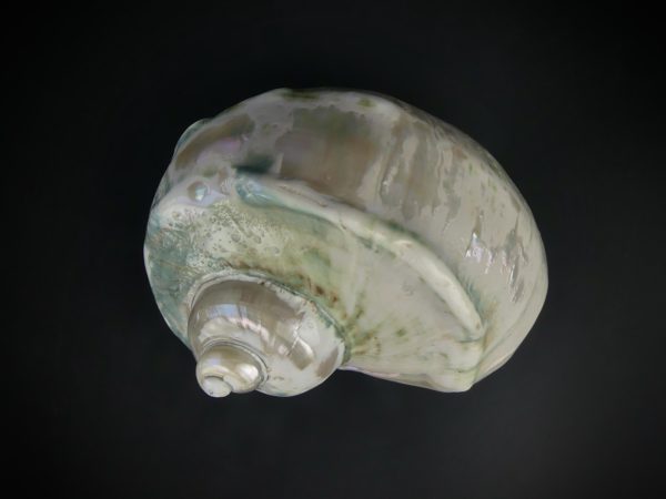 Turbo marmoratus poli aux reflets irisés vert (dessus)