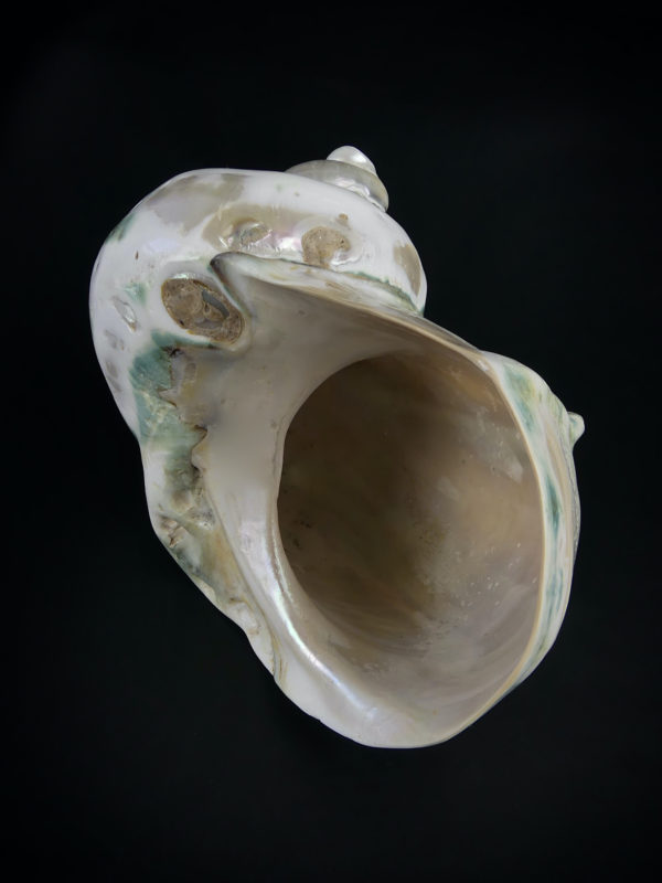 Turbo marmoratus poli aux reflets irisés vert (intérieur)