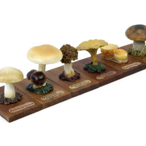 6 champignons série 5 numérotés - Début XXe - Espagne (3/4)