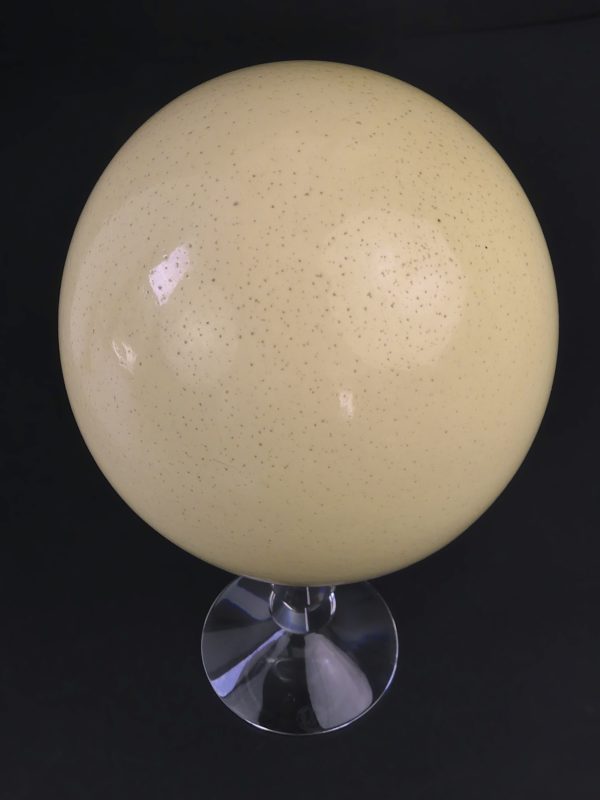 Œuf d’autruche sauvage sur coupe en cristal de Baccarat (dessus)