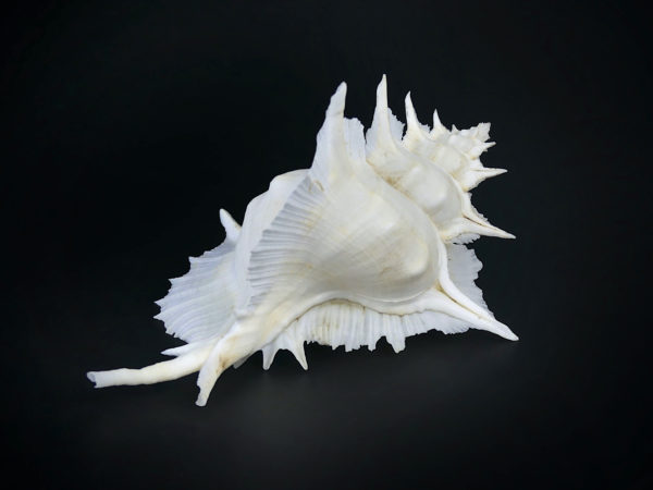 Murex Alabaster avec opercule coquillage de collection rare (3/4)