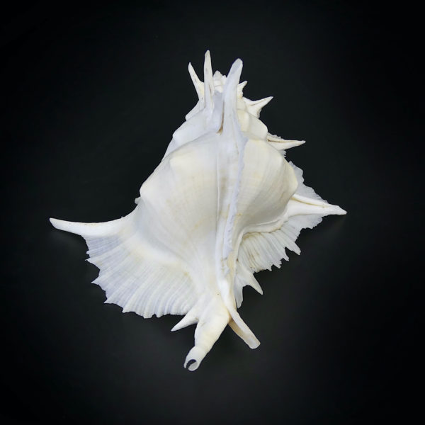 Murex Alabaster avec opercule coquillage de collection rare (profil)
