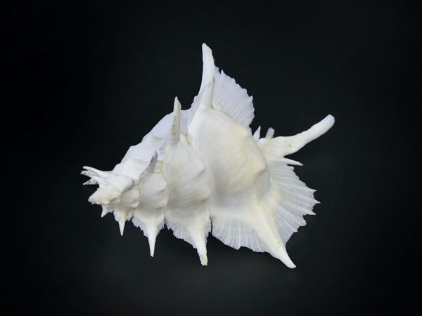 Murex Alabaster avec opercule coquillage de collection rare (3/4 dos)
