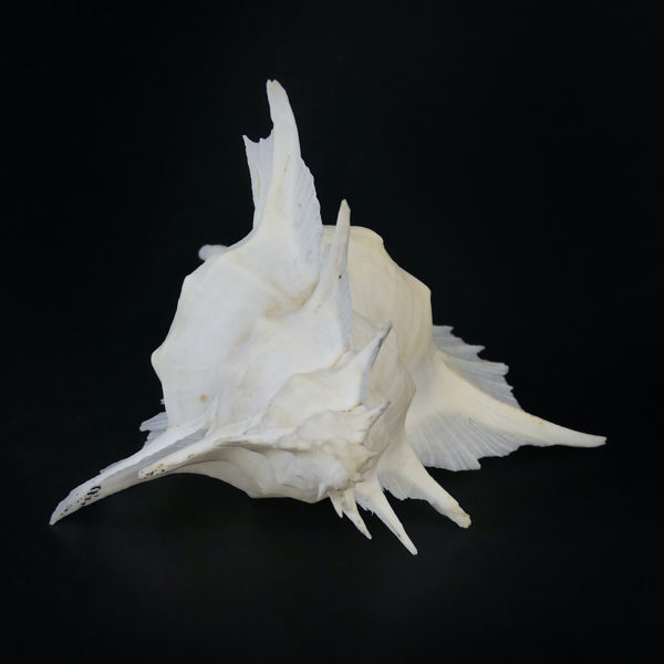 Murex Alabaster avec opercule coquillage de collection rare (profil)