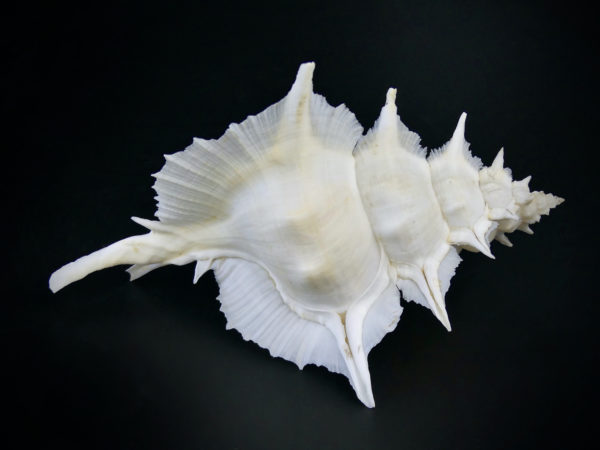 Murex Alabaster avec opercule coquillage de collection rare (dos)