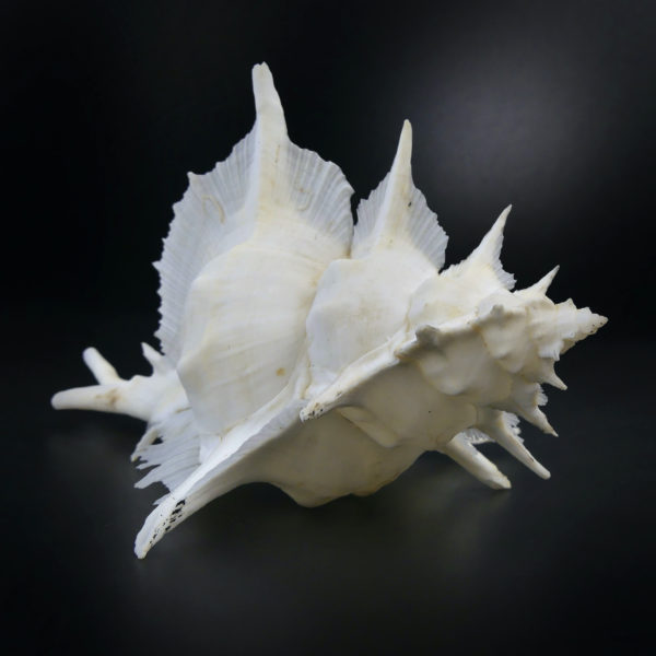 Murex Alabaster avec opercule coquillage de collection rare (3/4 dos)