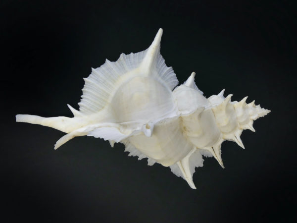 Murex Alabaster avec opercule coquillage de collection rare (dessus)