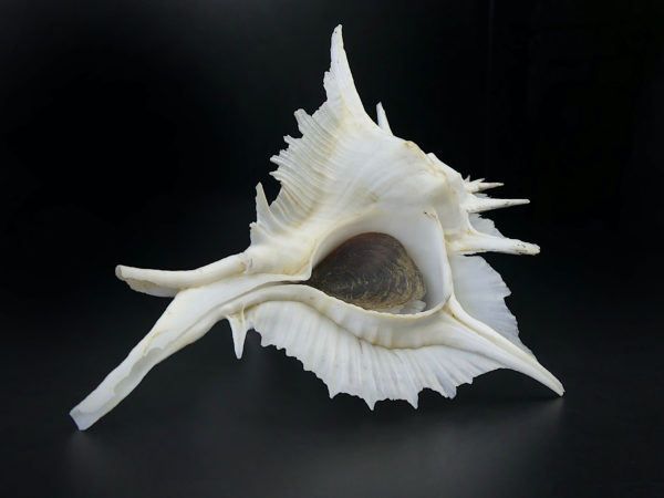 Murex Alabaster avec opercule coquillage de collection rare (dessous 3/4)