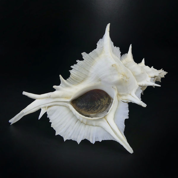 Murex Alabaster avec opercule coquillage de collection rare (dessous)