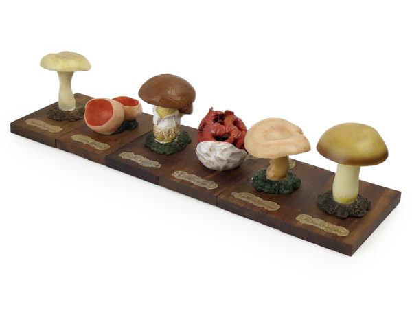 6 champignons série 8 numérotés de 43 à 48 Début XXe Espagne (3/4)