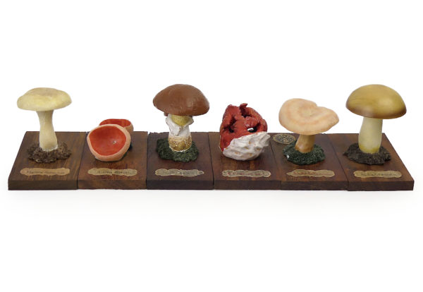 6 champignons série 8 numérotés de 43 à 48 Début XXe Espagne (face)